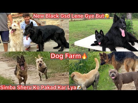 Farm Par Dogs Ki Masti😍simba Sheru Ko Laya Pakad Kar🔥|| New Z Black Gsd Puppy Lene Gye🐶
