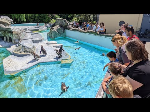 Kölner Zoo 2022 aus Besuchersicht - Tierpark in der Köln City