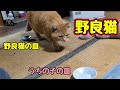 すごい食欲…【野良猫】