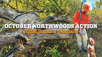 Ruffed Grouse Season is in FULL SWING! Cool Weather, Ticks, Cover & More!