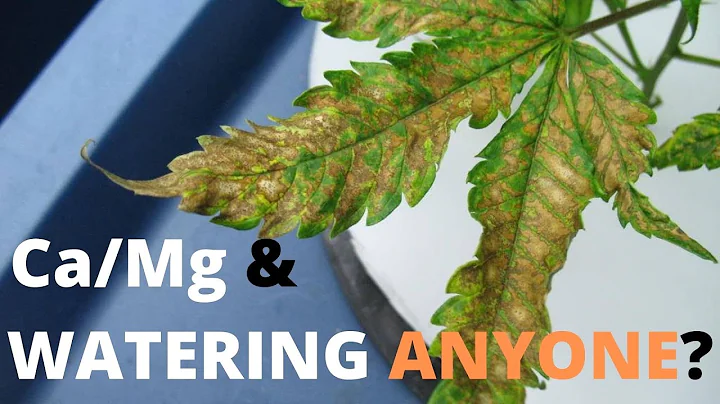 Best Time To Give Cal Mag