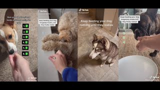 Give your dogs imaginary treats until they realize | Tiktok videos by Randomness_unnieee 1,082 views 3 years ago 12 minutes, 4 seconds