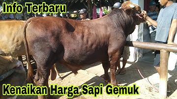 20.500 !! Simental Super !! Sapi Potong Harga Mulai merangkak Naik !! Pasar Ambulu Jember Jawa Timur
