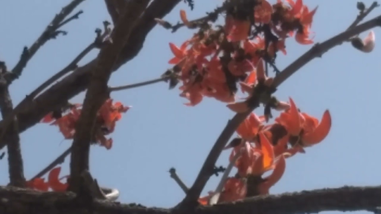 Blooming Palash/Tesu Tree.The Organic Holi Festival Color Maker.