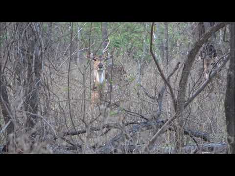 Chital deer (Chital alarm call)