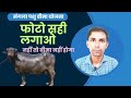mangla pashu bima yojna