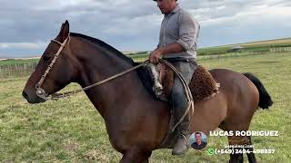 CABALLO ZAINO MANSO Y FUNCIONAL $3.600.000 LOSEQUINOS.COM
