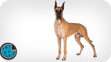 Incredibly Realistic Scooby Doo Animation