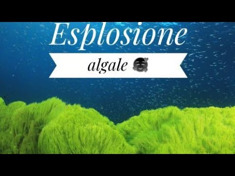 #3 come allestire acquario Marino tropicale senza sump aggiornamenti ...