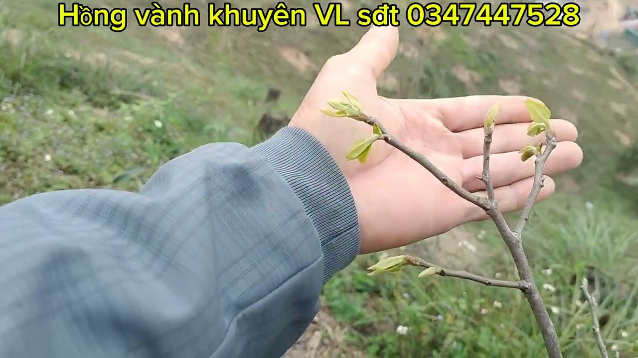 Thăm vườn hồng vành khuyên mùng 3 tết 