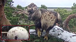 Kaljukotkasgolden Eagle Change Of Incubation Finally Kalju Returned Home1040 Am 20240428