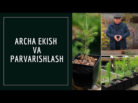 Video: Arborvitae ekish va ularga qanday g'amxo'rlik qilish kerak?