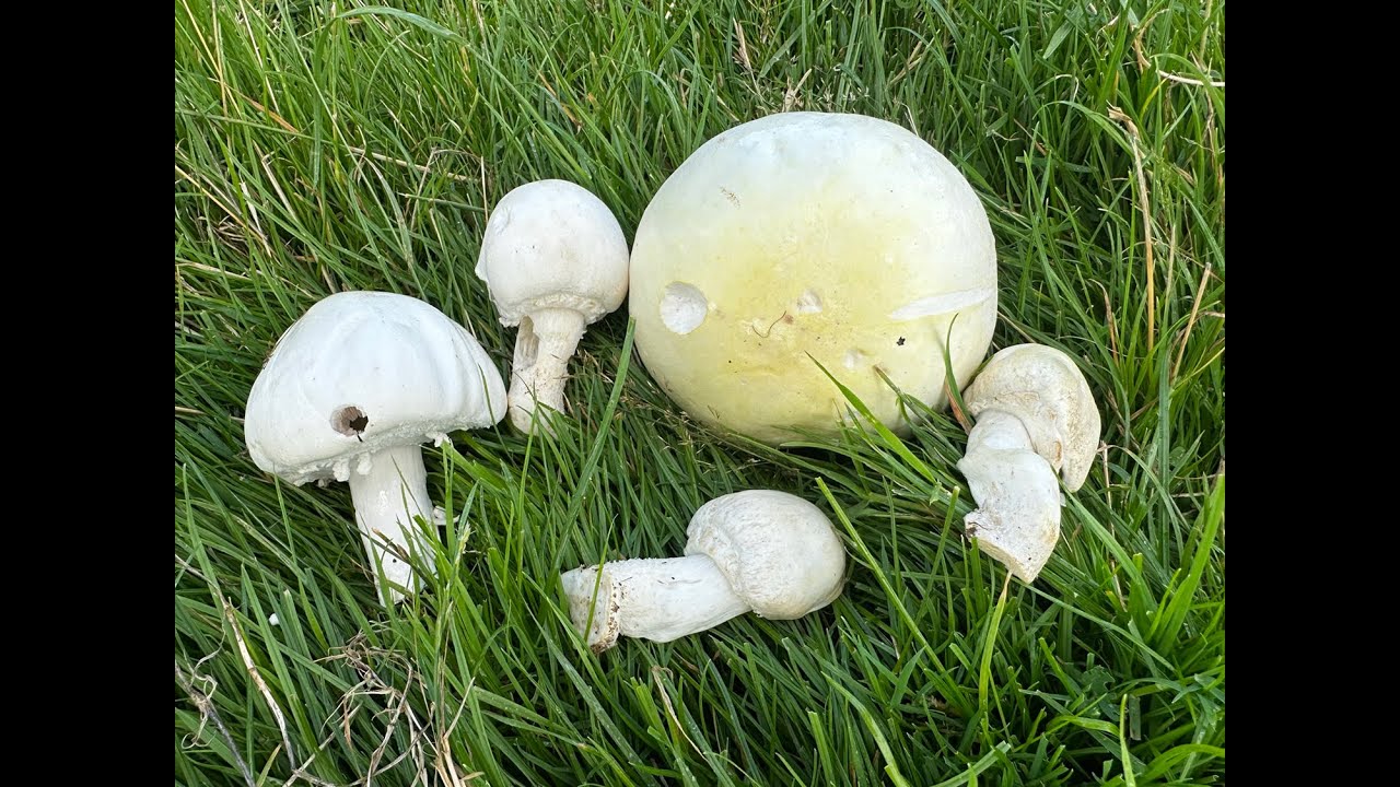 The Complexities of Agaricus