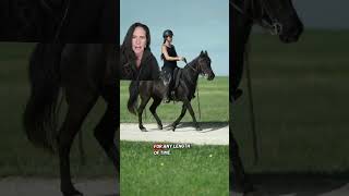 What is a naturally gaited horse and do you need to train them to gait?