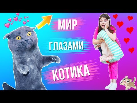 Вопрос: Каков мир глазами кошки?