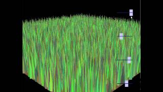 SoftSys: Interactive Procedural Grass Generation