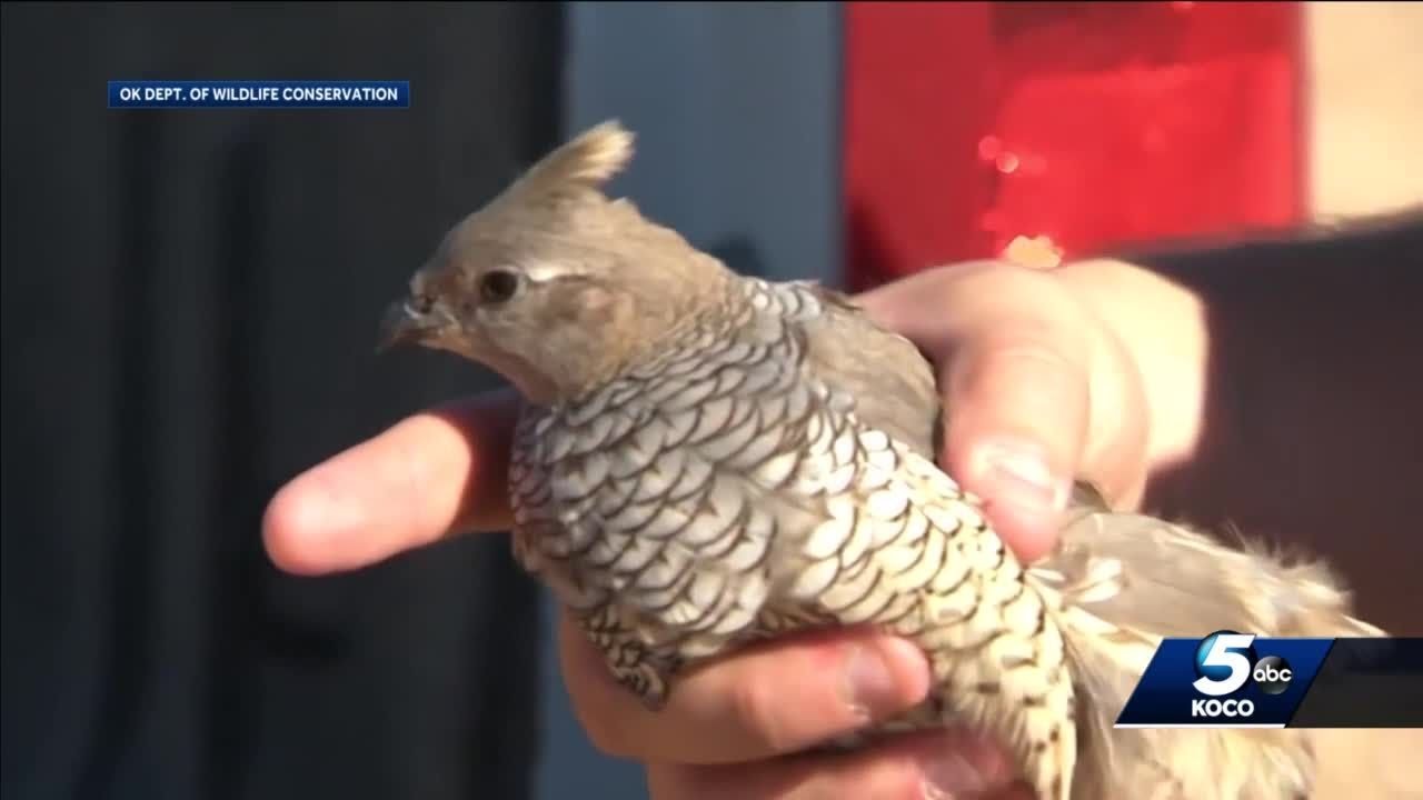 Oklahoma wildlife officials to make changes ahead of quail season