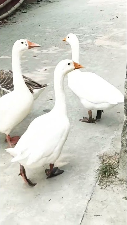 #swan #sound #shorts #subscribe