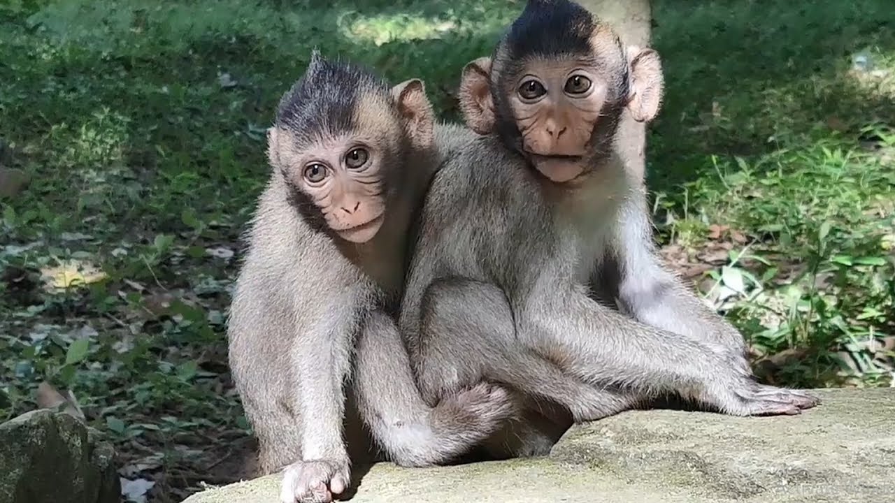 monkey bella