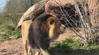 Chester Zoo Lion Family