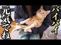 【保護した子猫】卒業〜ずっとのお家が決まりました