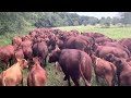 Our cow mob move onto 80 day rested paddock with long temporary lane back to water.