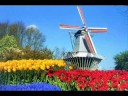 Herman Emmink - Tulpen uit Amsterdam (origineel)