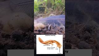 When Planaria "Worms" Attack Large Aquarium Fish & Not Just Shrimp & Fry. How to Stop Planaria!