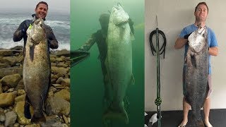 Spearfishing Southern California - Halibut  - White Seabass - Yellowtail - 2017