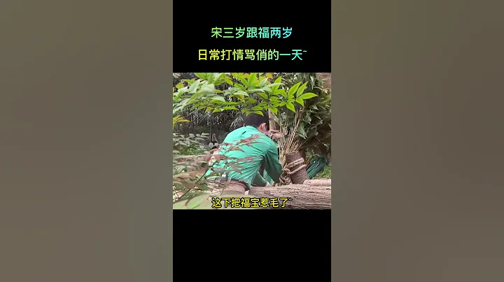 福寶跟她的宋三歲打情罵俏的一天，太可愛啦！ 感謝朋友們送的超級感謝！#大熊貓 #panda #福寶 - 天天要聞