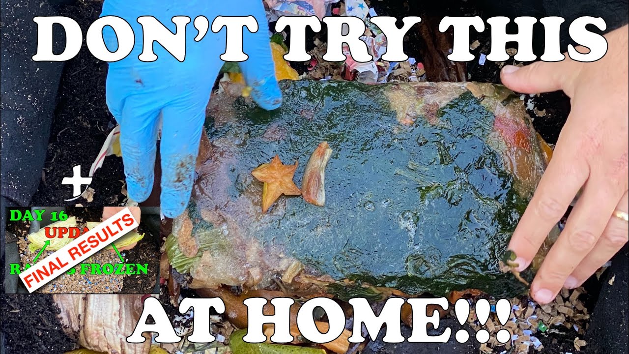 Massive Worm Bin Feeding! + Final Frozen vs Raw Results *Only Try On Older Mature Bins Vermicompost