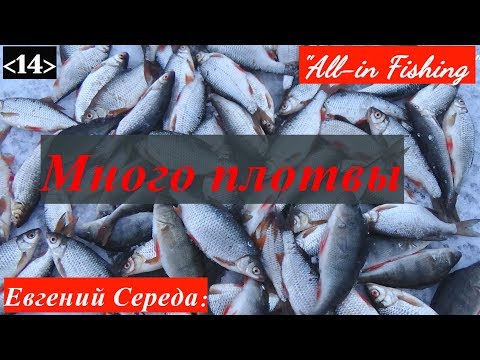Много плотвы. "All-in Fishing". Вып. 14.