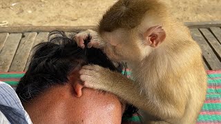ASMR Monkey Grooming| Adorable Zueii Monkey Grooming Grandpa by ZUEII MONKEY 5,543 views 12 days ago 3 minutes, 58 seconds