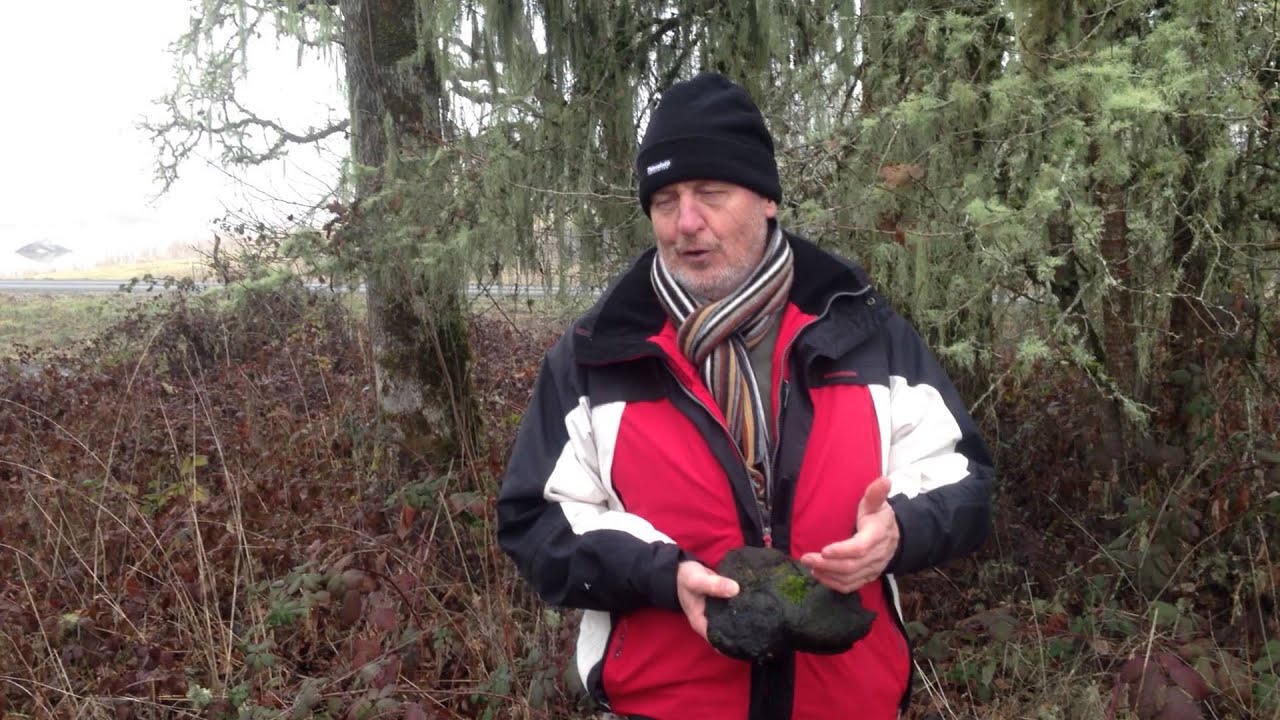 Oregon Oak mistletoe and root rot