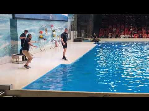 Dubai dolphinarium | Dolphin | Seal show | Al barsha | Part 2