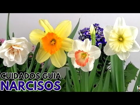 Video: Datos de la planta del narciso: ¿Cuáles son algunos tipos diferentes de narcisos?