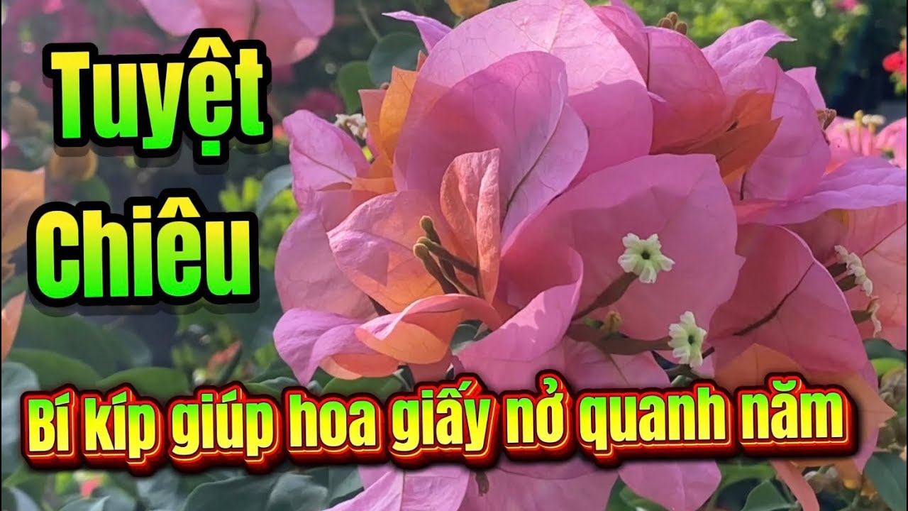 Tuyệt chiêu! Bí kíp giúp hoa giấy nở quanh năm.