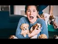 HUSBAND SURPRISES WIFE WITH 12 TINY PUPPIES...I filled our house with puppies