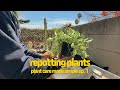 Plant care made simple  how to repot plants step by step