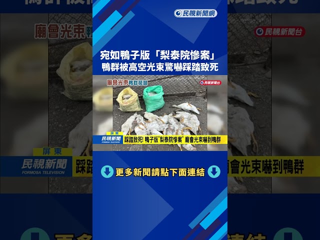 踩踏致死! 鴨子版"梨泰院慘案" 廟會光束嚇到鴨群－民視新聞