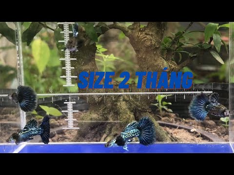 Video Guppy || Lựa cá bảy màu rồng xanh INDO HalfMoon làm... - youtube