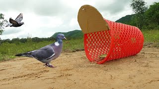 Creative DIY Pigeon Trap Using Cardboard Box & Basket - Quick Bird Trap