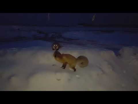 Драка рыжих лис