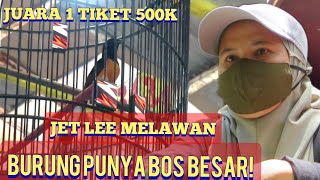 Murai Jet Lee Sebelahan Dengan Burung Punya Sultan Gresik!! The Hammer