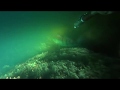 Подводная охота - ночной судак