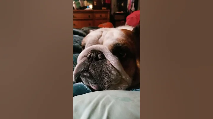 Meatball The English Bulldog Eating Gummy Bears