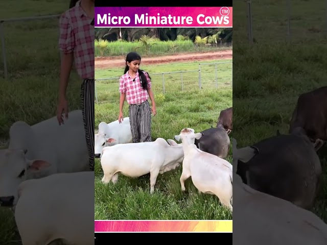 Micro mini cows #cute #life #village #farm #pets #reels #trending #love #india #youtube #tiktok