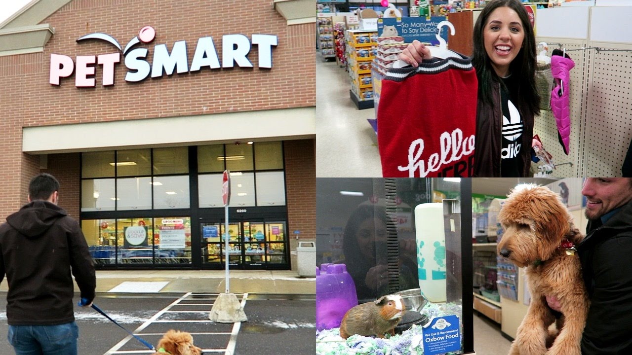 SHOP WITH ME AT PETSMART! WITH MY GOLDENDOODLE PUPPY! YouTube