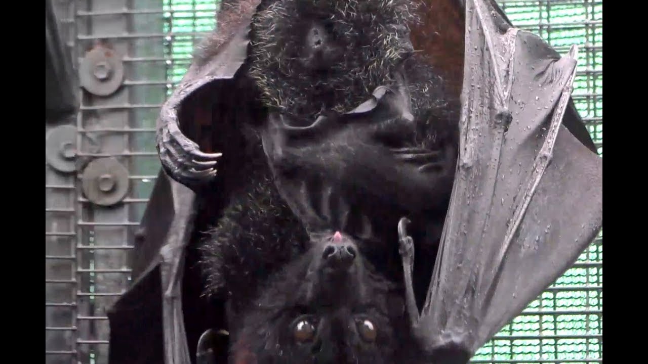 Persephone and her baby. Giant Flying Fox cam. 14.36 / 19 April 2019