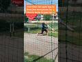 slog sweep in cricket | #ramanbishnoi #sixes #battingtips #ipl #six
